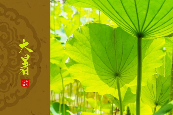 Mooi Botanisch Schot Natuurlijk Behang Heldere Groene Bladeren — Stockfoto