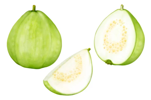 Guava Απομονώνονται Λευκό Φόντο Εικονογράφηση — Φωτογραφία Αρχείου