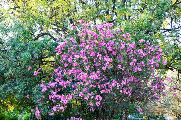 Strauch Mit Schönen Rosa Blüten Garten — Stockfoto