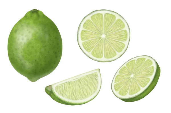 Sliced Lime Isolated White Background Illustration — Stock fotografie