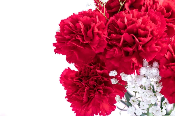 Hermoso Clavel Rojo Flores Aisladas Sobre Fondo Blanco — Foto de Stock