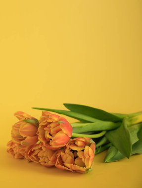 Sarı arka planda bir bukette portakal kırmızısı taze laleler. Selamlar, kutlama, romantik konsept. Metnin için alanı kopyala. Tüm bayramlarda ve olaylarda tebrik etmek için parlak dikey kartpostal. 