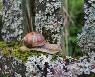Büyük bir üzüm salyangozu eski ahşap bir çit boyunca yosun ve liken ile kaplanır. Kocaman yeşil bir dünyanın çitlerinin arkasından bakıyor. Yakından, güzel bir kabuğu olan yavaş hareket eden sevimli bir salyangoz. Yaz. Doğa, vahşi yaşam ve açık hava