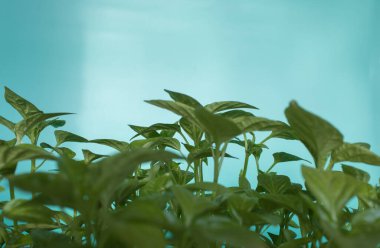 Yeşil filizler, açık yeşil arka planda güneş tarafından aydınlatılan evdeki tohumlardan büyür. Organik ev işleri, doğa bakımı, çevre dostu konsept. Vegan ve sağlıklı beslenme konsepti. 