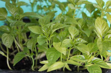 Yeşil filizler, açık yeşil arka planda güneş tarafından aydınlatılan evdeki tohumlardan büyür. Organik ev işleri, doğa bakımı, çevre dostu konsept. Vegan ve sağlıklı beslenme konsepti. 