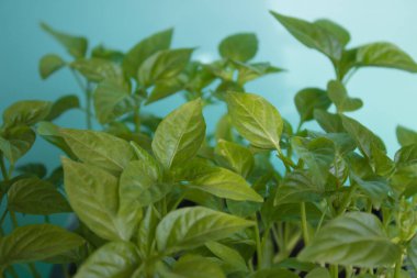 Yeşil filizler, açık yeşil arka planda güneş tarafından aydınlatılan evdeki tohumlardan büyür. Organik ev işleri, doğa bakımı, çevre dostu konsept. Vegan ve sağlıklı beslenme konsepti. 