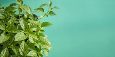 Yeşil filizler, açık yeşil arka planda güneş tarafından aydınlatılan evdeki tohumlardan büyür. Organik ev işleri, doğa bakımı, çevre dostu konsept. Vejetaryen ve sağlıklı beslenme konsepti. Kopyalama alanı olan pankart