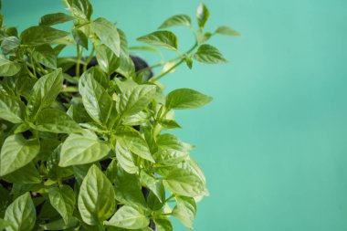 Yeşil filizler, açık yeşil arka planda güneş tarafından aydınlatılan evdeki tohumlardan büyür. Organik ev işleri, doğa bakımı, çevre dostu konsept. Vejetaryen ve sağlıklı beslenme konsepti. Boşluğu kopyala