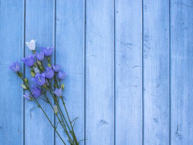 Narin kır çiçekleri. Mavi ahşap arka planda mor ve beyaz çan çiçekleri var. Yaz, bahar, Anneler Günü, 8 Mart, Paskalya, düğün konsepti. Tebrik kartı. Düz yerde, üst tarafta. Boşluğu kopyala