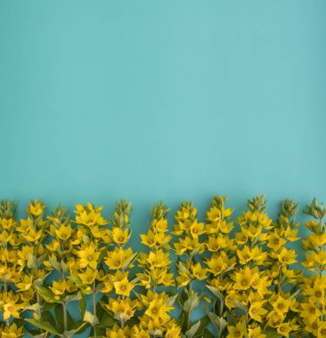 Mavi arka planda bir buket parlak sarı Lysimachia çiçeği. Yaz, bahar, Anneler Günü, 8 Mart, Paskalya, düğün, doğum günü konsepti. Düz yatış, tebrik kartı, üst manzara. Boşluğu kopyala