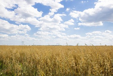 Olgun çavdar ya da yulaf tarlasının ve bulutlu mavi gökyüzünün olduğu yaz manzarası. Kırsal kesimde. Yaz zamanı. Hasat.