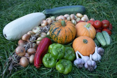 Sonbahar sebzeleri, yakın plan. Yeşil ve kırmızı biber, soğan, domates ve salatalık yeşil çimlerin üzerindedir. Organik gıda geçmişi. Hasat konsepti, Şükran Günü, Cadılar Bayramı
