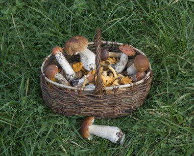 Yeşil çimenlerin arkasında, ormanda toplanmış, yenilebilir mantar boletus ve chanterelles içeren hasır bir sepet. Sonbahar hasat kavramı.
