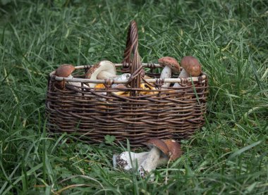 Yeşil çimenlerin arkasında, ormanda toplanmış, yenilebilir mantar boletus ve chanterelles içeren hasır bir sepet. Sonbahar hasat kavramı.