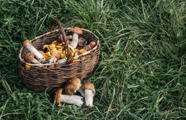 Yeşil çimenlerin arkasında, ormanda toplanmış, yenilebilir mantar boletus ve chanterelles içeren hasır bir sepet. Sonbahar hasat kavramı.