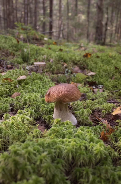 Beautiful Mushroom Boletus Edulis Amazing Green Fluffy Moss Background Old — Stock Photo, Image