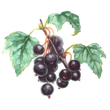 Black berries with green leaves clipart