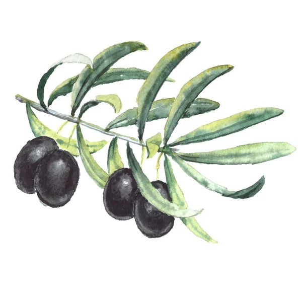 Ramo de azeitonas pretas maduras —  Vetores de Stock
