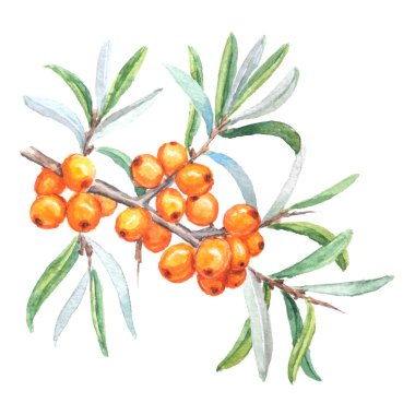 Deniz buckthorns şube