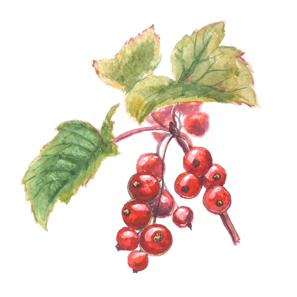 Pittura ad acquerello - ribes rosso — Vettoriale Stock