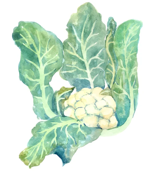 Coliflor, vegetal verde fresco — Vector de stock