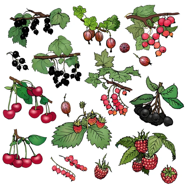 A set of various color realistic berries: red and black currant, cherry, gooseberry, raspberry, strawberry, aronia. Vector illustration on  white background. — Stock Vector
