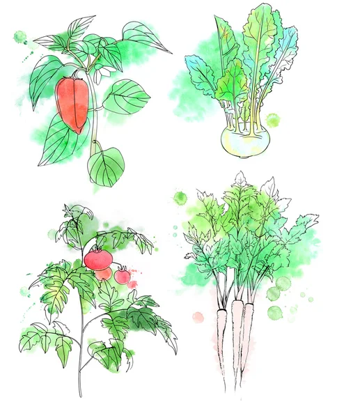 Ilustrasi warna air dari sayuran segar: tomat pada cabang, paprika pada cabang, kohlrabi, akar parsnip dengan daun. Dilukis dengan percikan, noda dan garis hitam . — Stok Foto
