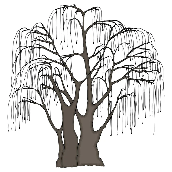 Grande albero con lunghi ramoscelli pendenti. Salice piangente o altro. Illustrazione vettoriale a colori . — Vettoriale Stock