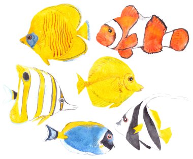 Sulu boya resim, altı balıklar dizi: Copperband butterflyfish, Cownfish, Addis butterflyfish, toz mavi tang, okullaşma bannerfish ve sarı tang. Beyaz arka plan üzerinde izole.