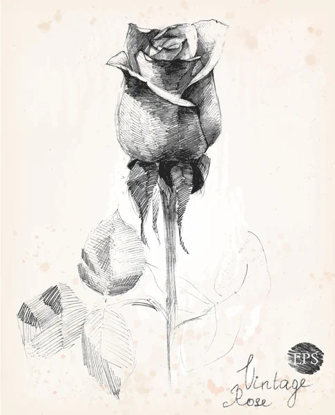 バラの手描きの鉛筆画。ビンテージ スタイルのベクトル図. — ストックベクタ