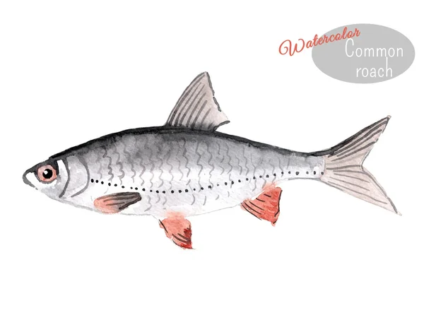 Hand-painted watercolor illustration of freshwater fish - common roach (Rutilus). A single fish isolated on white background. Vector illustration. — 스톡 벡터