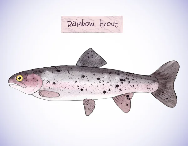 Hand-painted watercolor illustration of a fish - rainbow trout. Vectorized, isolated. — Stok Vektör