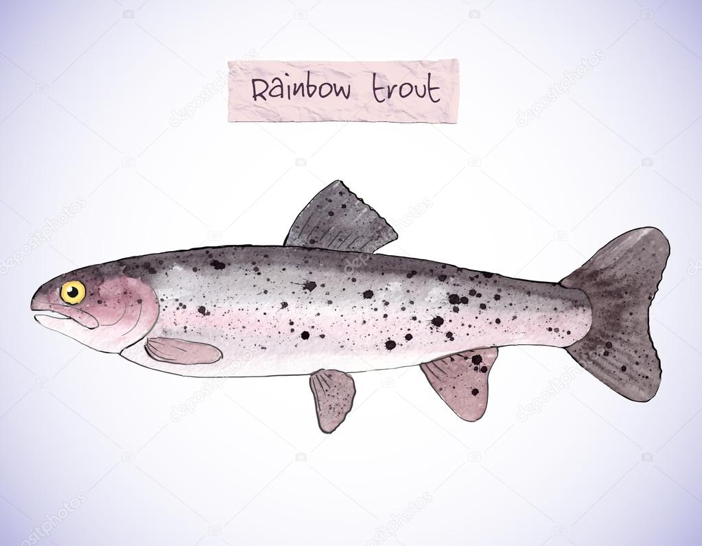 Hand-painted watercolor illustration of a fish - rainbow trout. Vectorized, isolated.