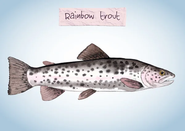 La acuarela pintada a mano la ilustración del pez - la trucha arcoíris. Vectorizado, aislado . — Vector de stock