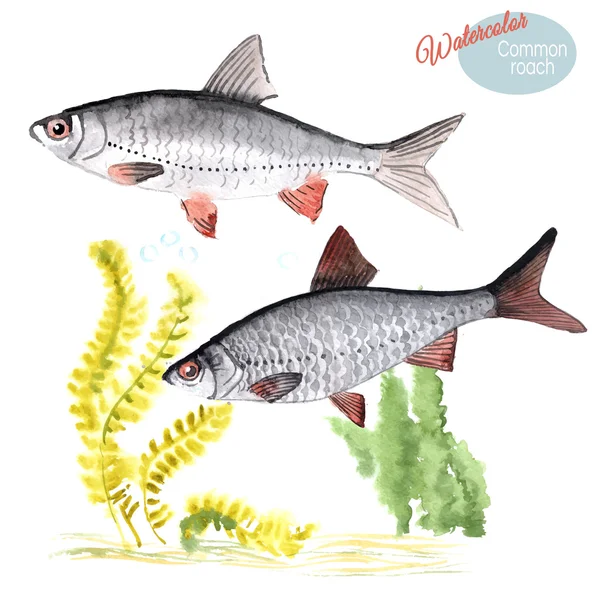 Ilustração aquarela pintados à mão de peixes de água doce - barata comum (Rutilus). Dois peixes e algas. Ilustração vetorial . — Vetor de Stock