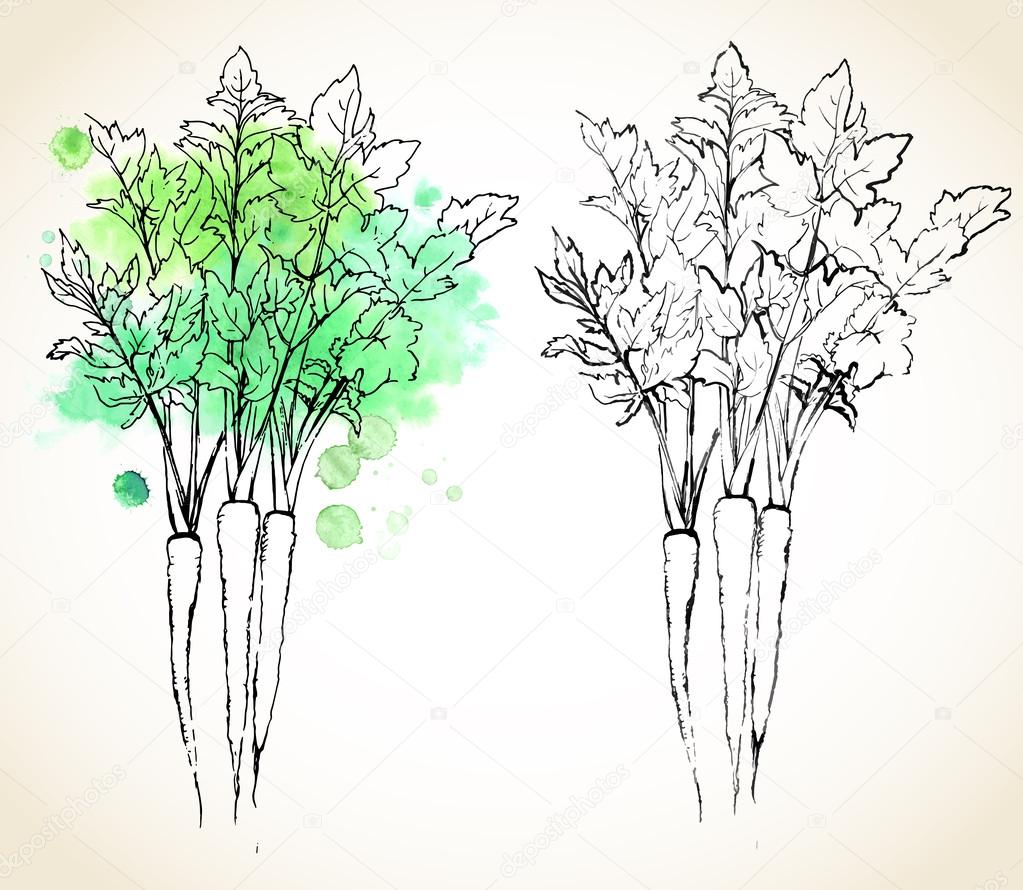 Parsnip (Pastinaca sativa) roots with leaves, painted with watercolor splashes and dark outlines. Vector illustration.