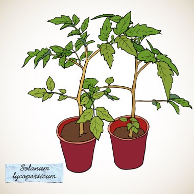 Tomato seedlings in pots clipart