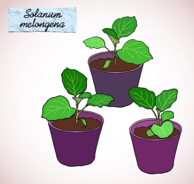 Set of  potted seedlings
