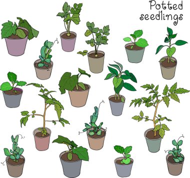Set of  potted seedlings