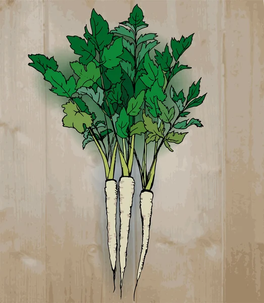 パースニップの葉と根 — ストックベクタ