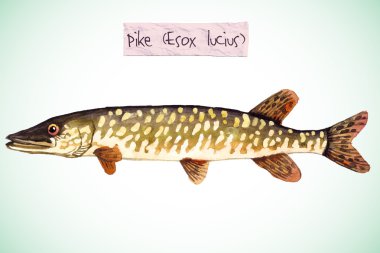 tatlı su balık - pike