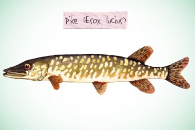 freshwater fish - pike clipart