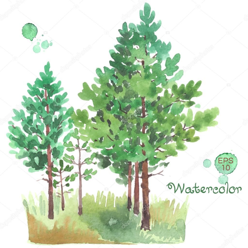 young pine-tree forest