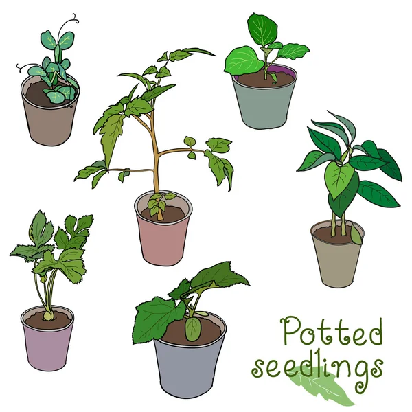 Green potted seedlings — Stock Vector