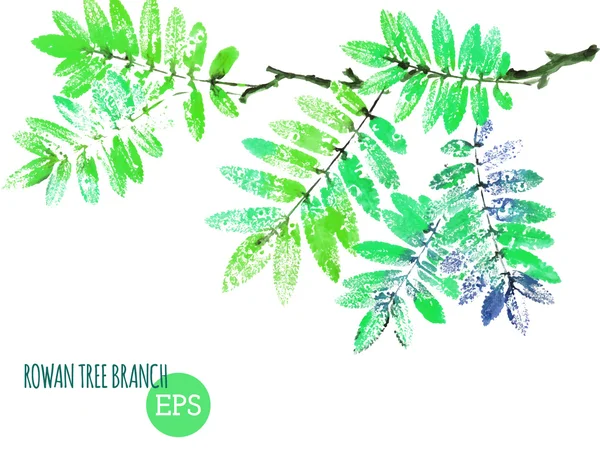 Green branch of rowan tree — Stock Vector