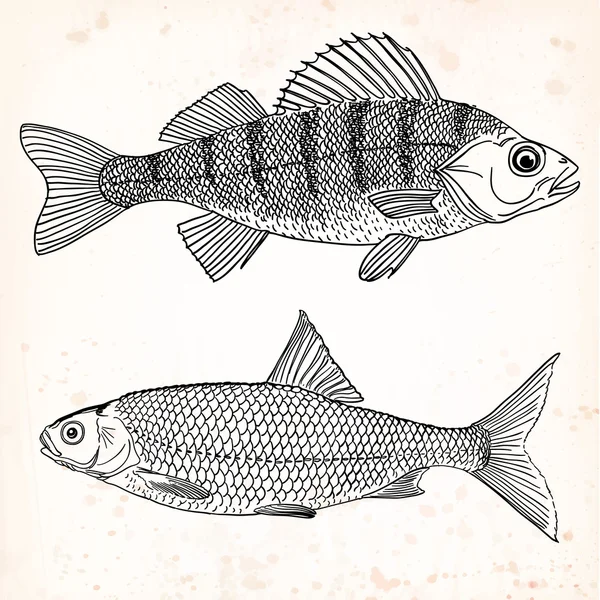 Dos peces comestibles de agua dulce — Vector de stock