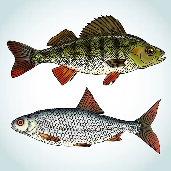 Realistic freshwater fishes — Stock Vector