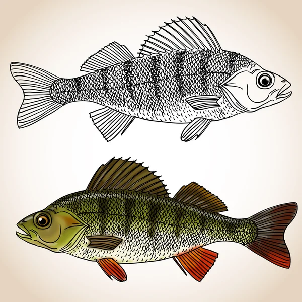 Freshwater perch fish — Stock Vector