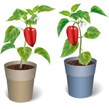 Kırmızı biber tencere