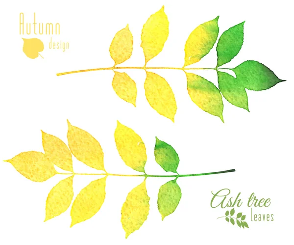 Las hojas otoñales del fresno — Vector de stock